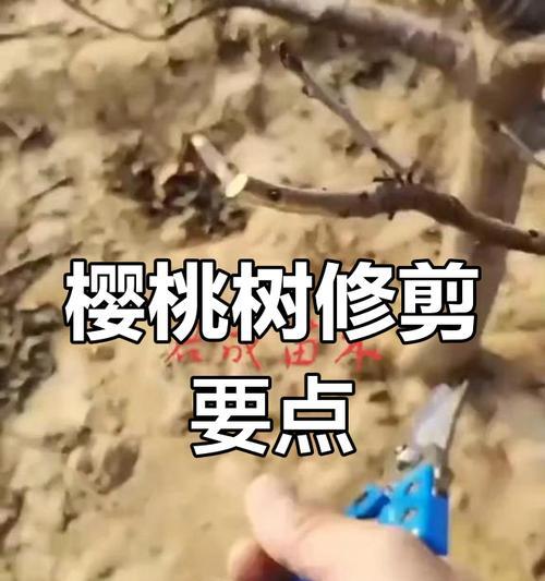 树木修剪的技巧与方法（打造健康而美观的植物世界）-第2张图片-绿意生活