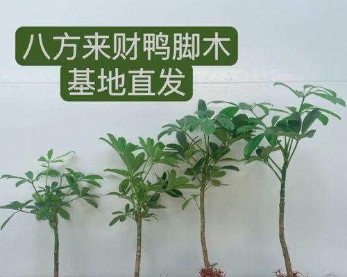 鹅掌柴养护全攻略（掌握鹅掌柴养殖诀窍，打造绿意盎然的家园）-第3张图片-绿意生活