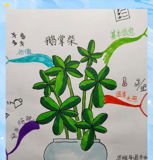 鹅掌柴养护全攻略（掌握鹅掌柴养殖诀窍，打造绿意盎然的家园）-第2张图片-绿意生活