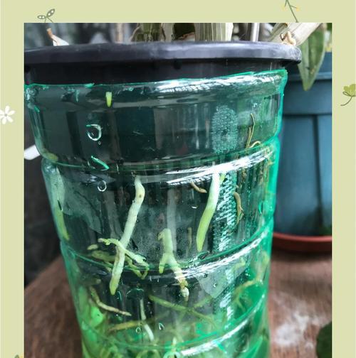 秋石斛栽培全攻略（教你如何让秋石斛爆盆）-第3张图片-绿意生活