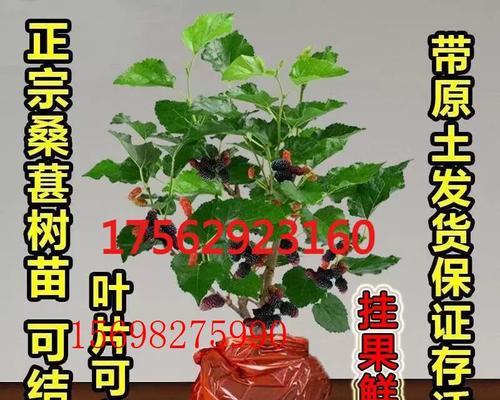 室内盆栽养殖指南（打造室内绿色空间，从盆栽开始）-第1张图片-绿意生活