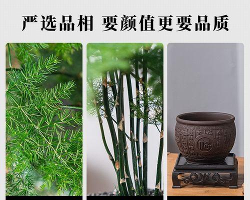 室内盆栽养殖指南（打造室内绿色空间，从盆栽开始）-第3张图片-绿意生活