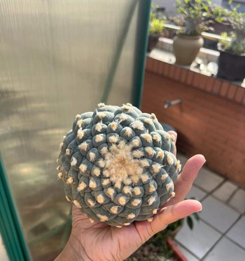 虹之玉徒长处理方法（徒长原因与有效措施）-第2张图片-绿意生活