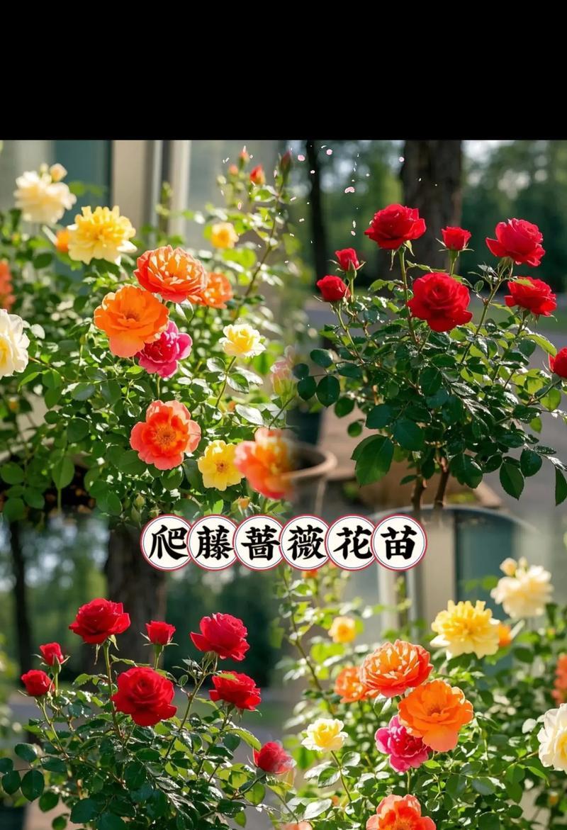 如何养护蔷薇花园（打造美丽花海，蔷薇花的养护秘笈）-第1张图片-绿意生活