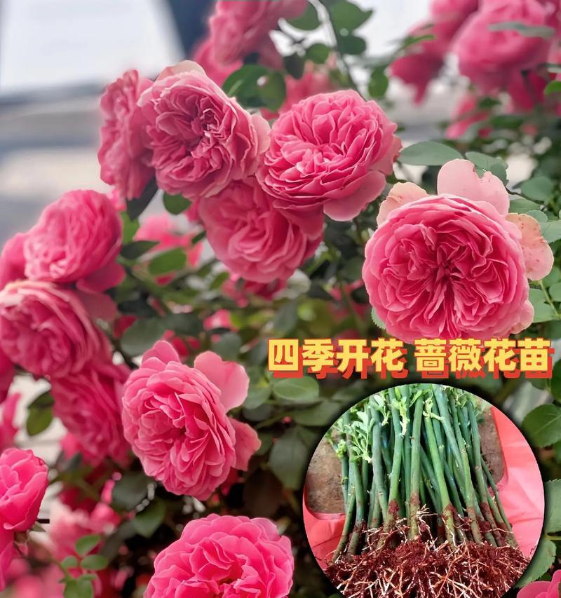 如何养护蔷薇花园（打造美丽花海，蔷薇花的养护秘笈）-第3张图片-绿意生活