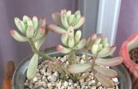 《春天虹之玉锦怎么养》（探秘春天虹之玉锦的养殖方法及技巧）-第2张图片-绿意生活