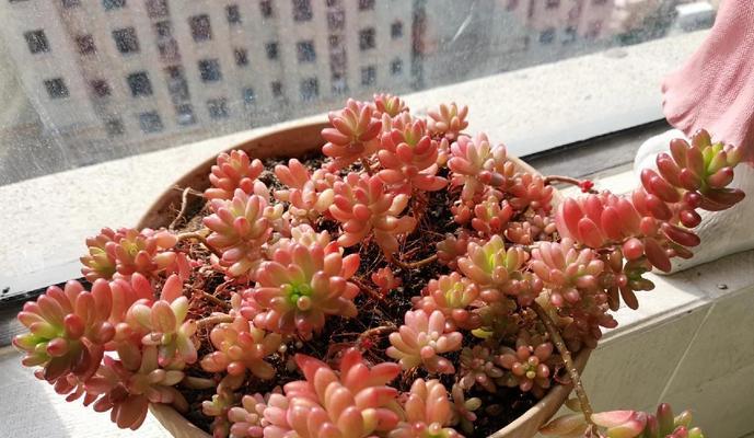《春天虹之玉锦怎么养》（探秘春天虹之玉锦的养殖方法及技巧）-第3张图片-绿意生活