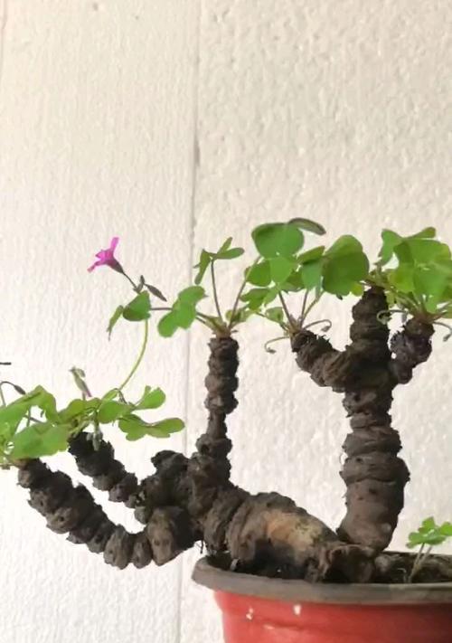 十月份刚种的酢浆草养护指南（从种植到开花，一步步教你如何照料酢浆草）-第1张图片-绿意生活