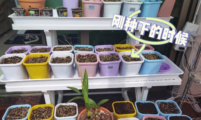 十月份刚种的酢浆草养护指南（从种植到开花，一步步教你如何照料酢浆草）-第3张图片-绿意生活